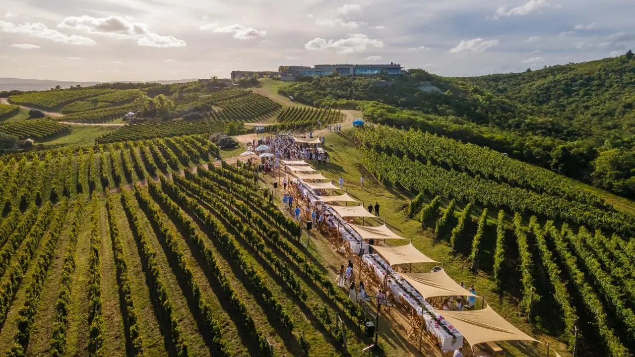 Os ventos do acaso que colocaram o Uruguai no mapa mundial do vinho