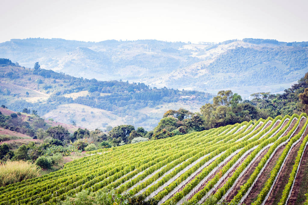 Vinho e fogo se encontram em vindima da vincola Guaspari, que inclui tour e menu harmonizado
