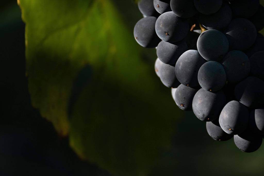 Cultivo de uvas na Fran�a tem pelo menos 2.600 anos, sugere an�lise de DNA