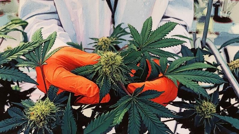 Aes de cannabis disparam aps Trump considerar reclassificao da droga